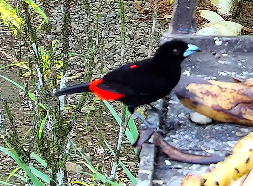 Scarlet-rumped Tanager