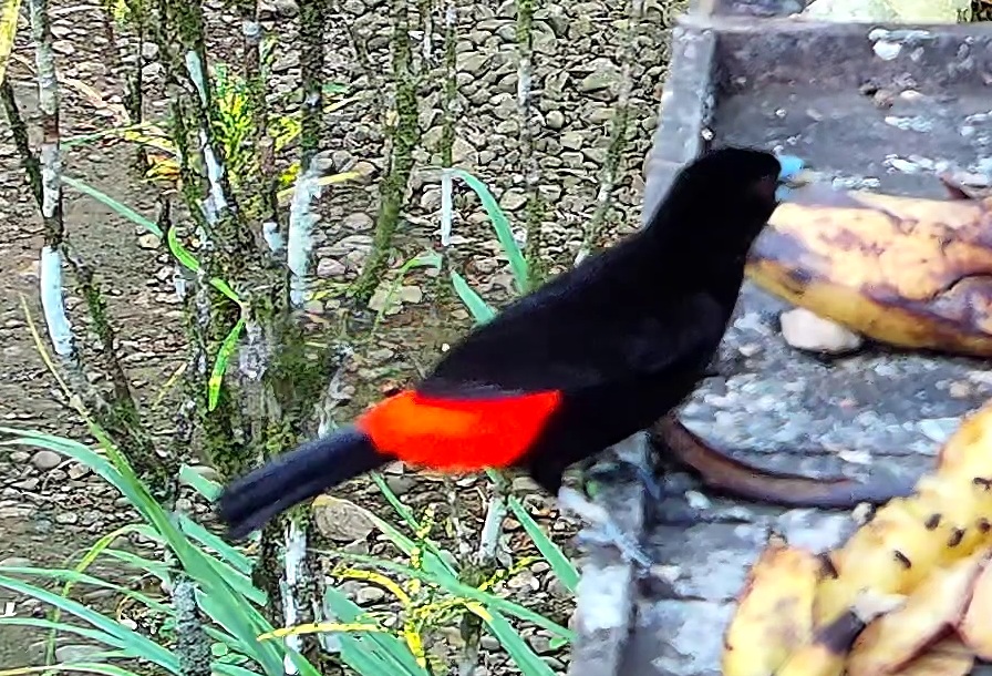Scarlet-rumped Tanager