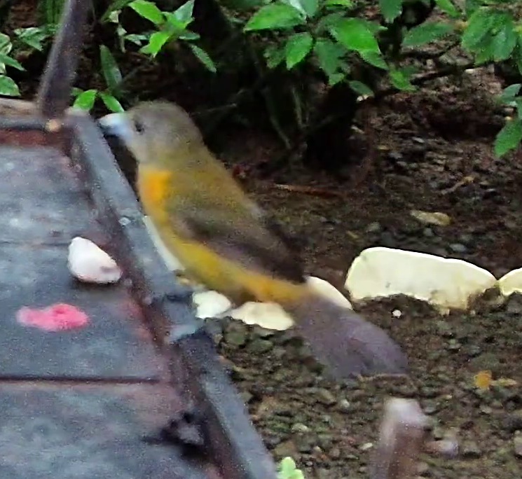 Bird