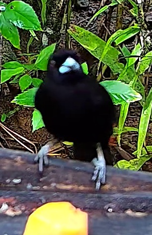 Scarlet-rumped Tanager