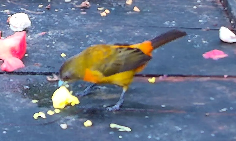 Cherrie's Tanager