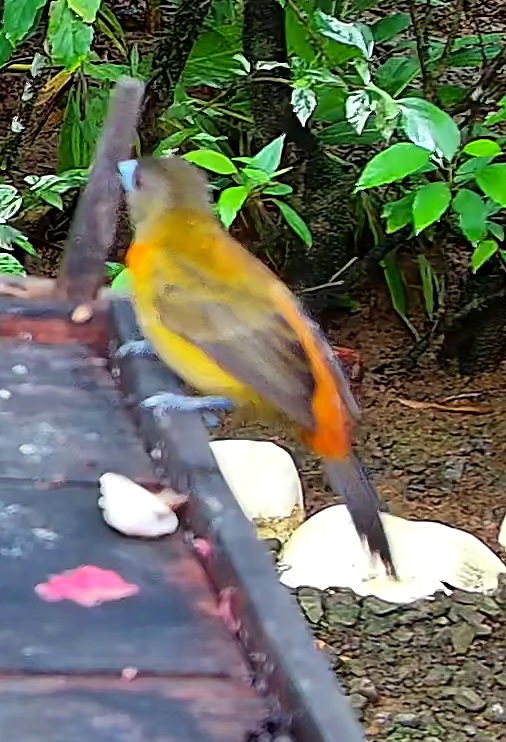 Passerine bird