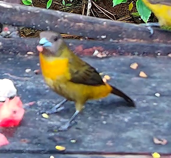 Flame-rumped Tanager