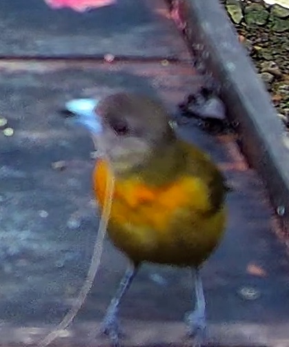 Euphonia