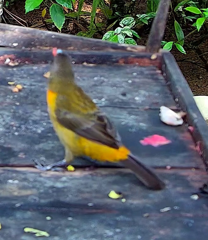Olive-backed Tanager