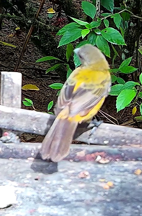 Palm Tanager