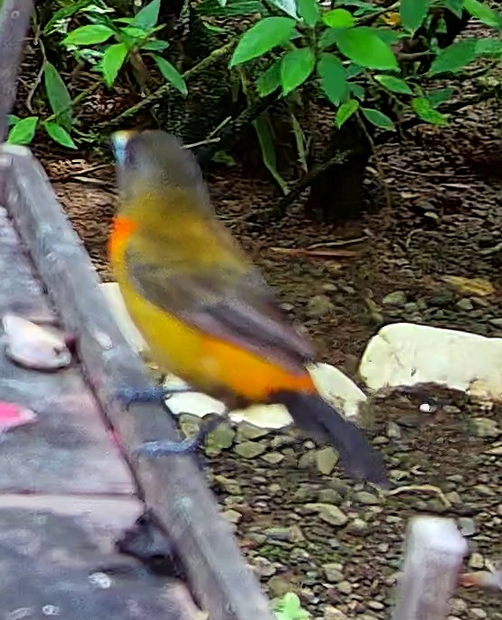 Flame-rumped Tanager