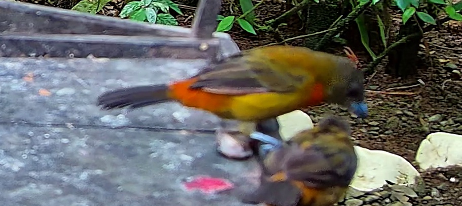 Flame-rumped Tanager