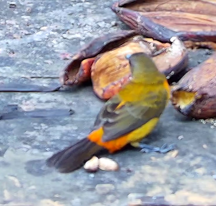 Flame-rumped Tanager