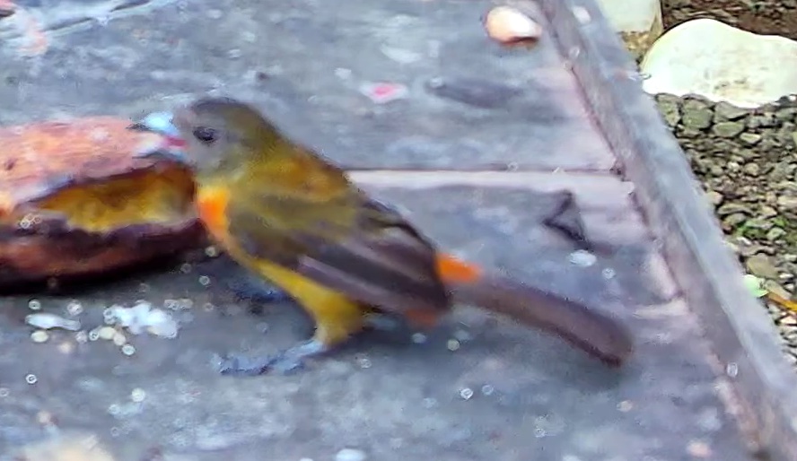 Passerini's Tanager