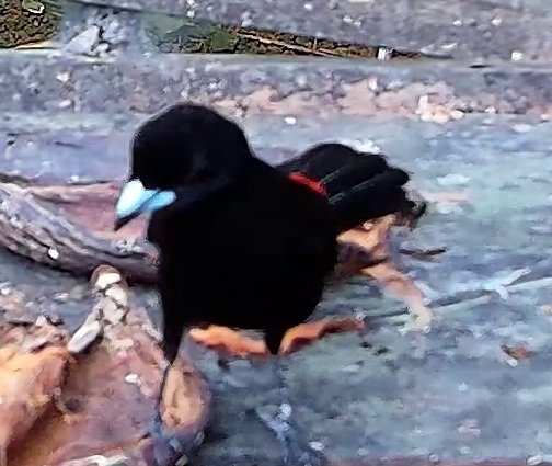 Flame-rumped Tanager