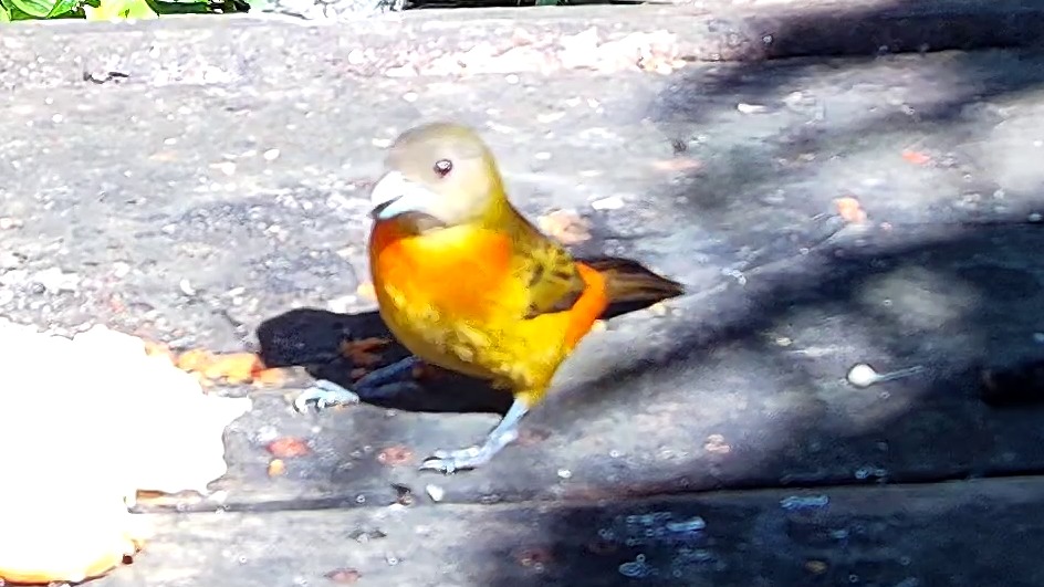 Flame-rumped Tanager