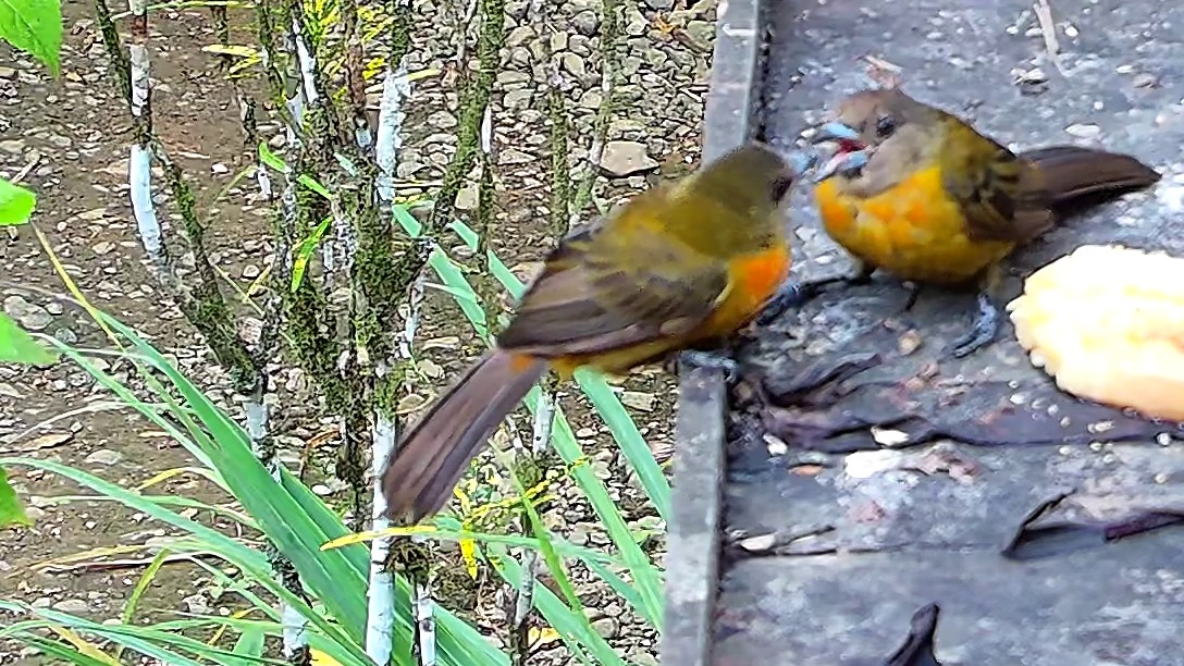 Flame-rumped Tanager