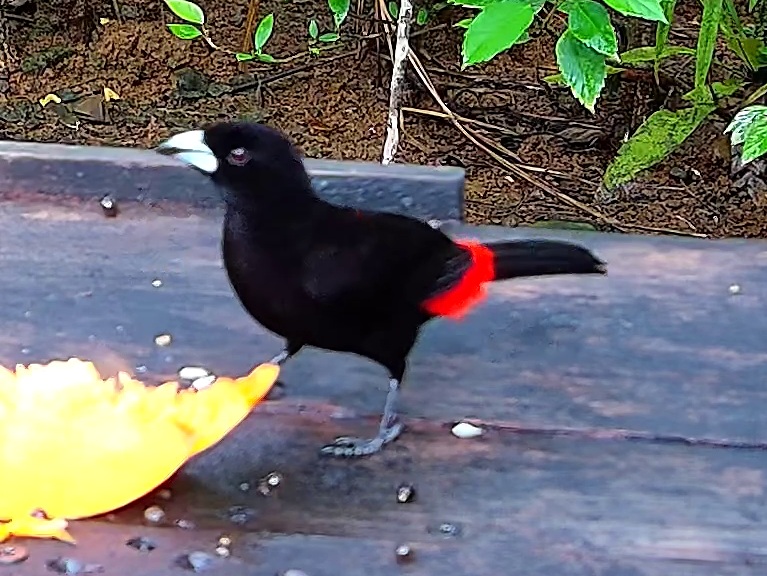 Flame-rumped Tanager