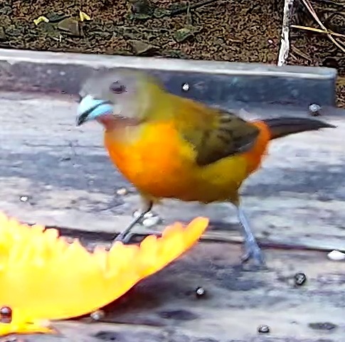 Flame-rumped Tanager