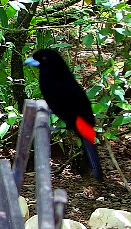 Crimson-backed Tanager