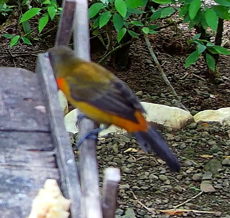 Crimson-collared tanager