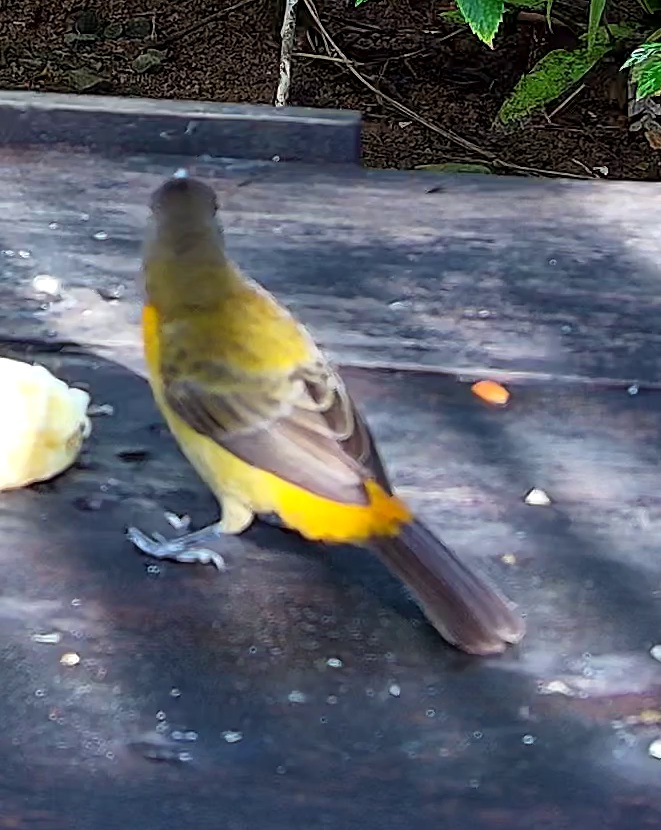 Passerini's Tanager