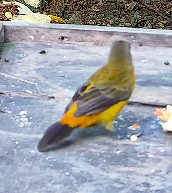 Palm tanager