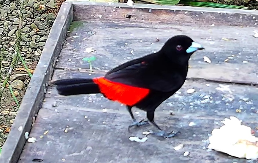 Scarlet-rumped Tanager