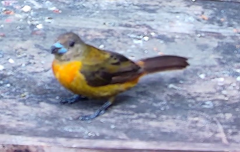 Flame-rumped Tanager