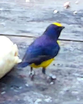 Violaceous Euphonia