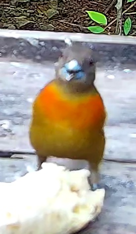 Cherrie's Tanager