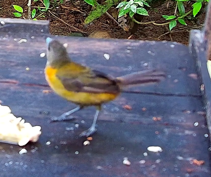 Flame-rumped Tanager