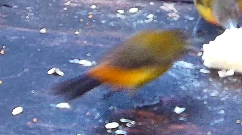 Cherrie's Tanager