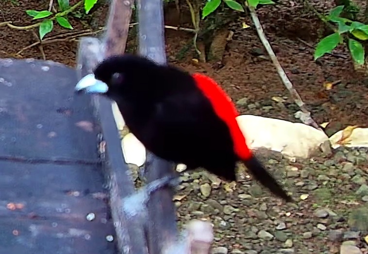 Scarlet-rumped Tanager