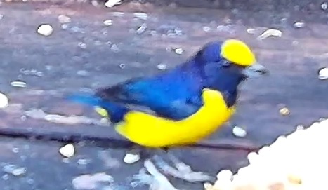 Violaceous euphonia