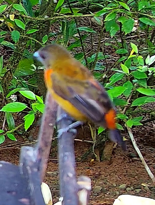 Passerini's Tanager