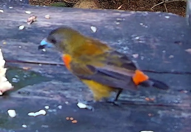 Passerini's Tanager