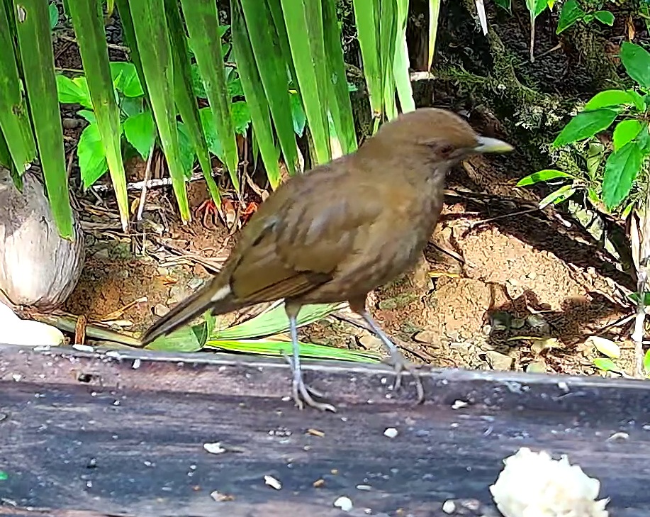 Clay-colored thrush