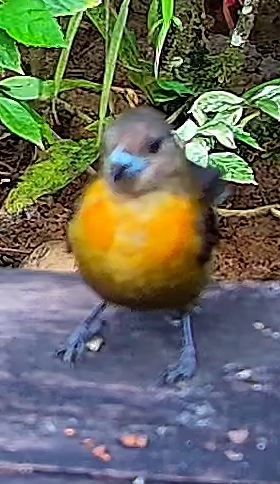 Blue-gray Tanager