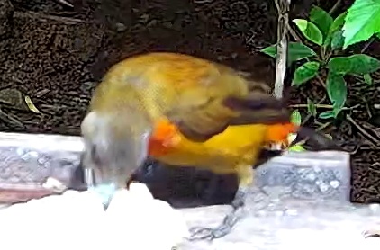 Palm tanager
