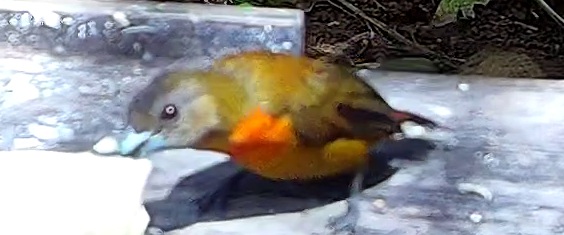 Cherrie's Tanager