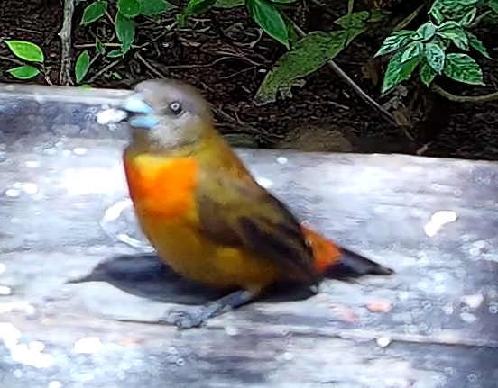 Passerini's Tanager
