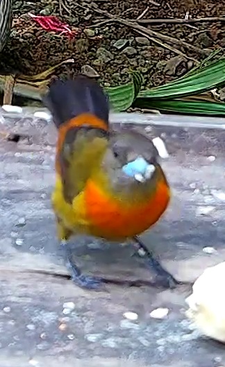 Scarlet-rumped Tanager