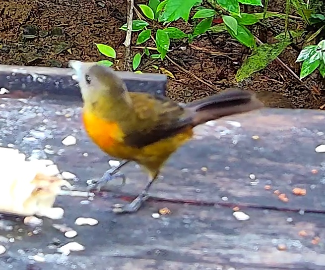 Flame-rumped Tanager