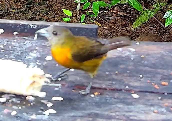 Flame-rumped Tanager
