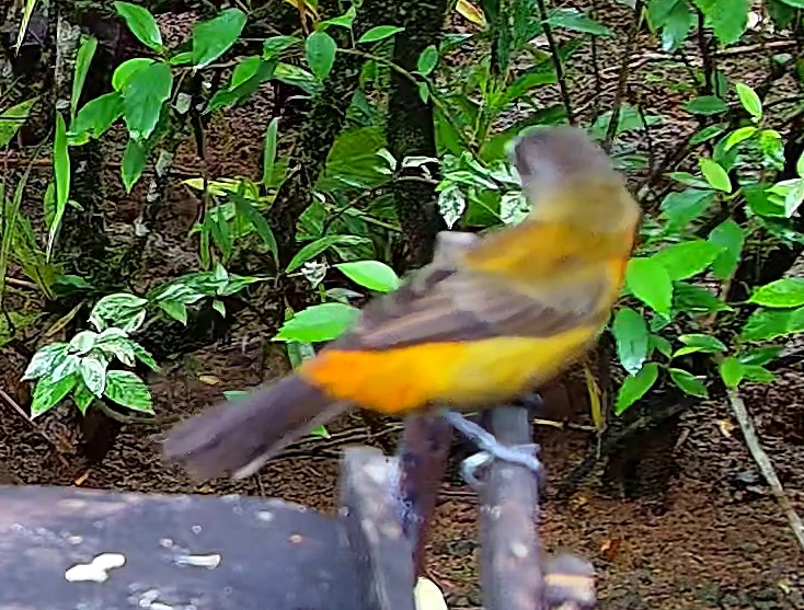 Olive-backed tanager