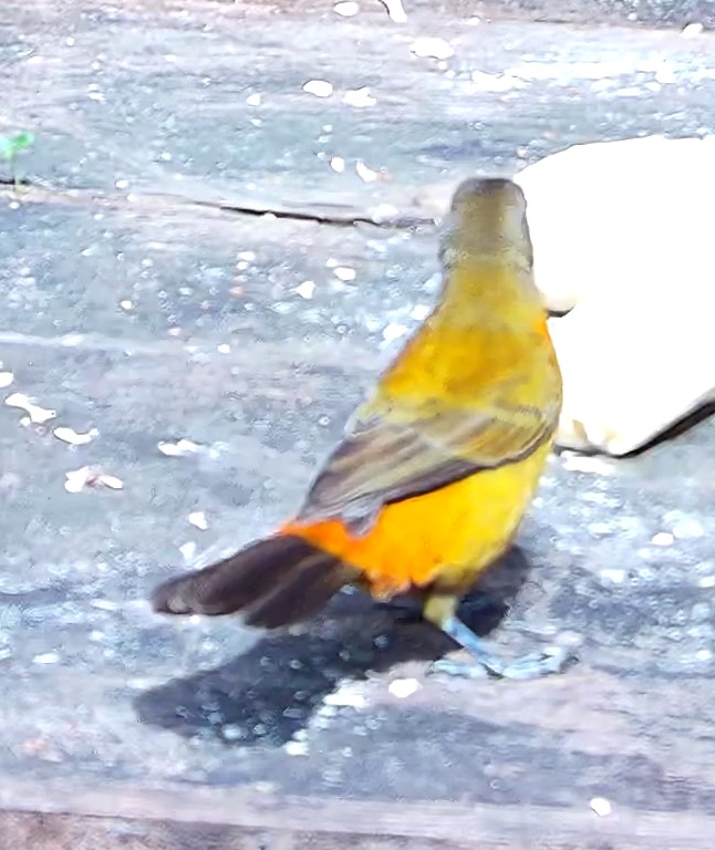 Cherrie's Tanager