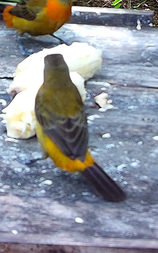 Cherrie's Tanager