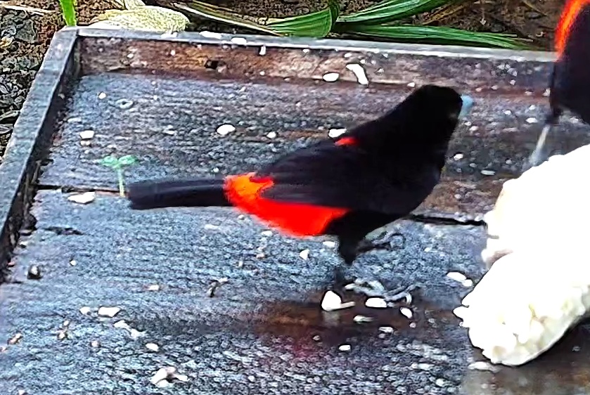 Cherrie's tanager