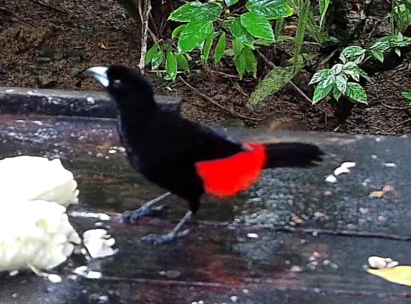 Flame-rumped Tanager