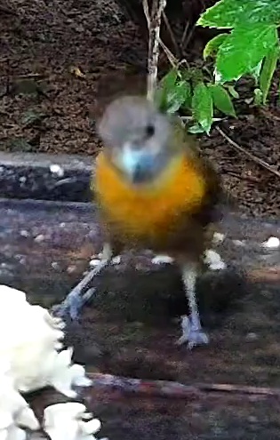 Cherrie's Tanager