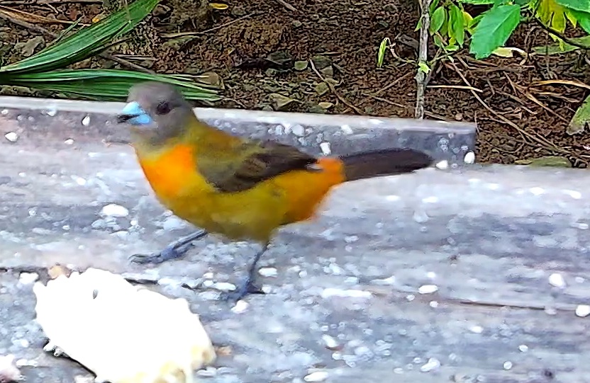 Scarlet-rumped Tanager