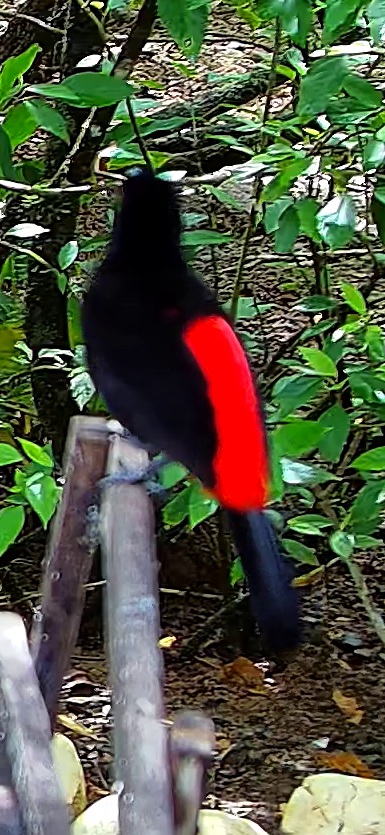 Cherrie's tanager
