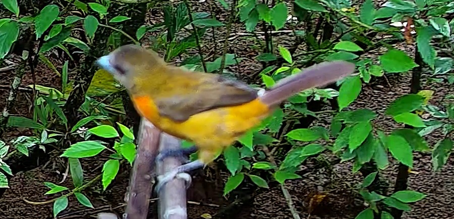 Flame-rumped Tanager